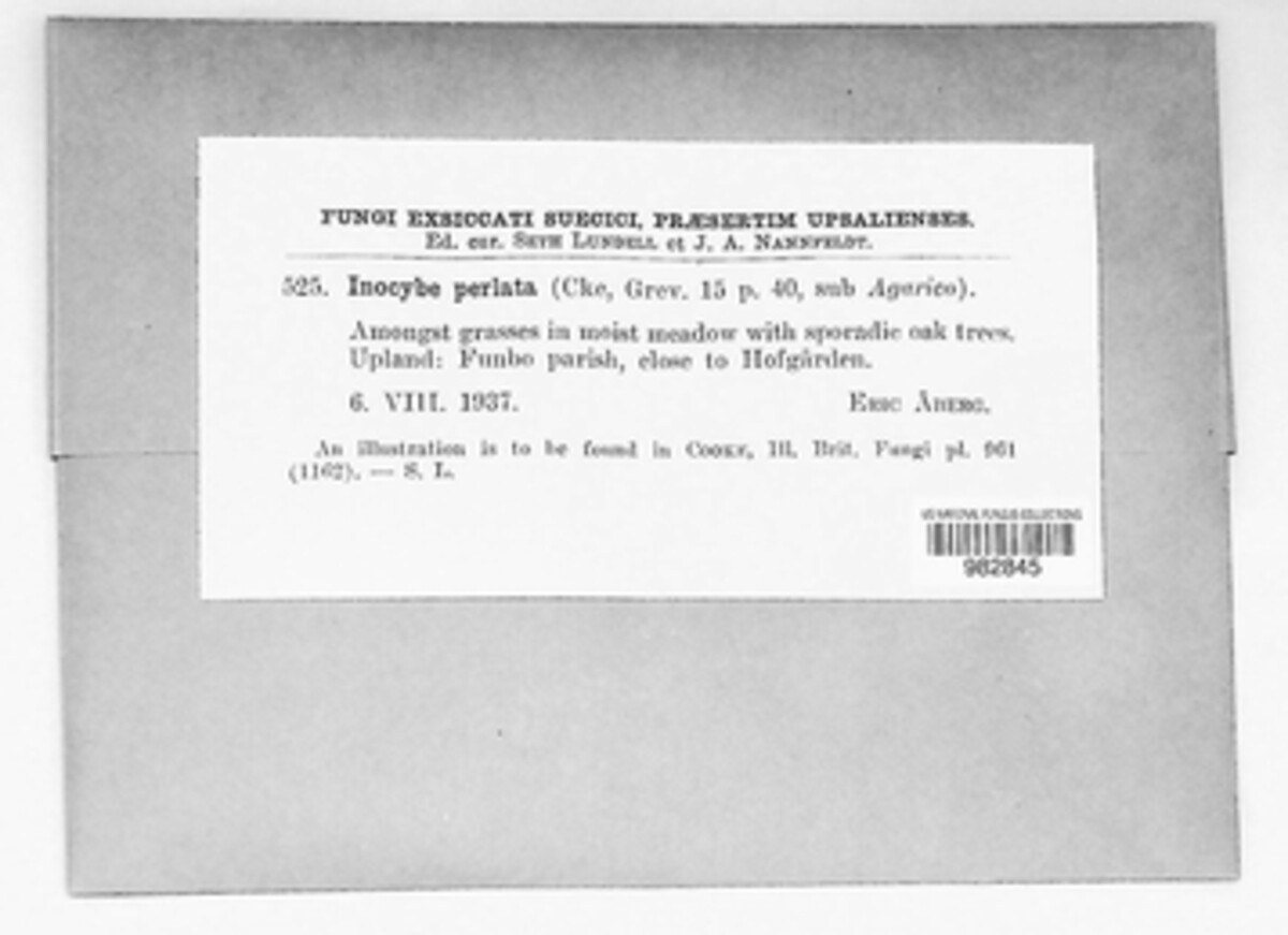 Pseudosperma perlatum image